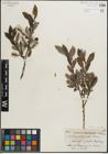 Foto von Salix glaucops Andersson